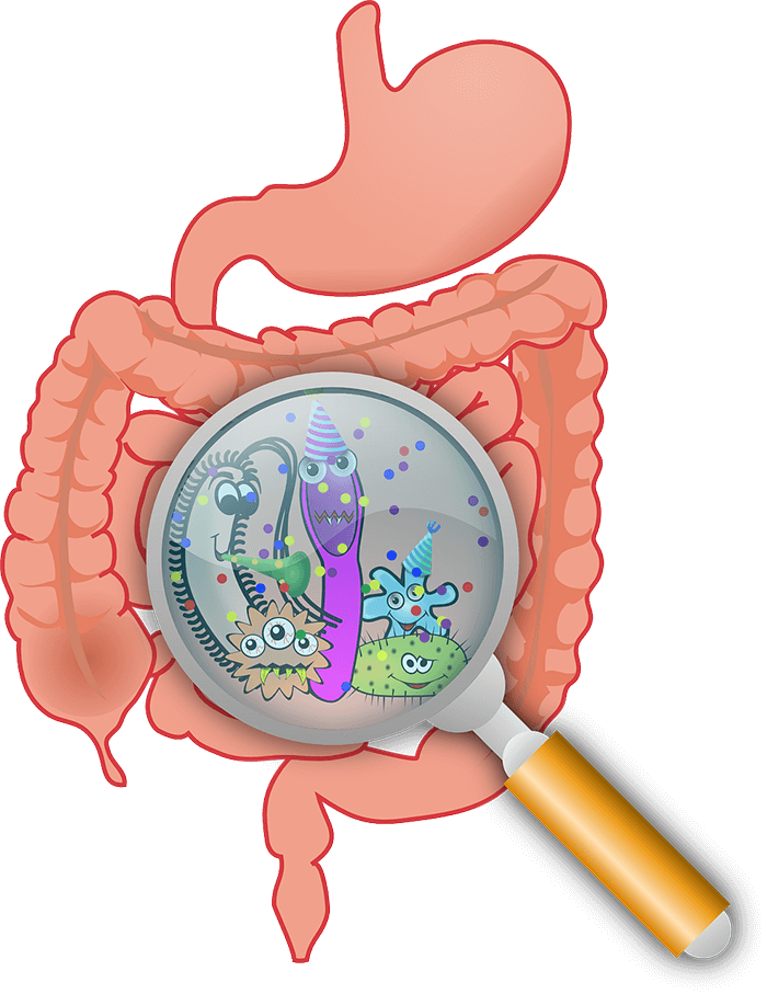 Autonomy of stomach